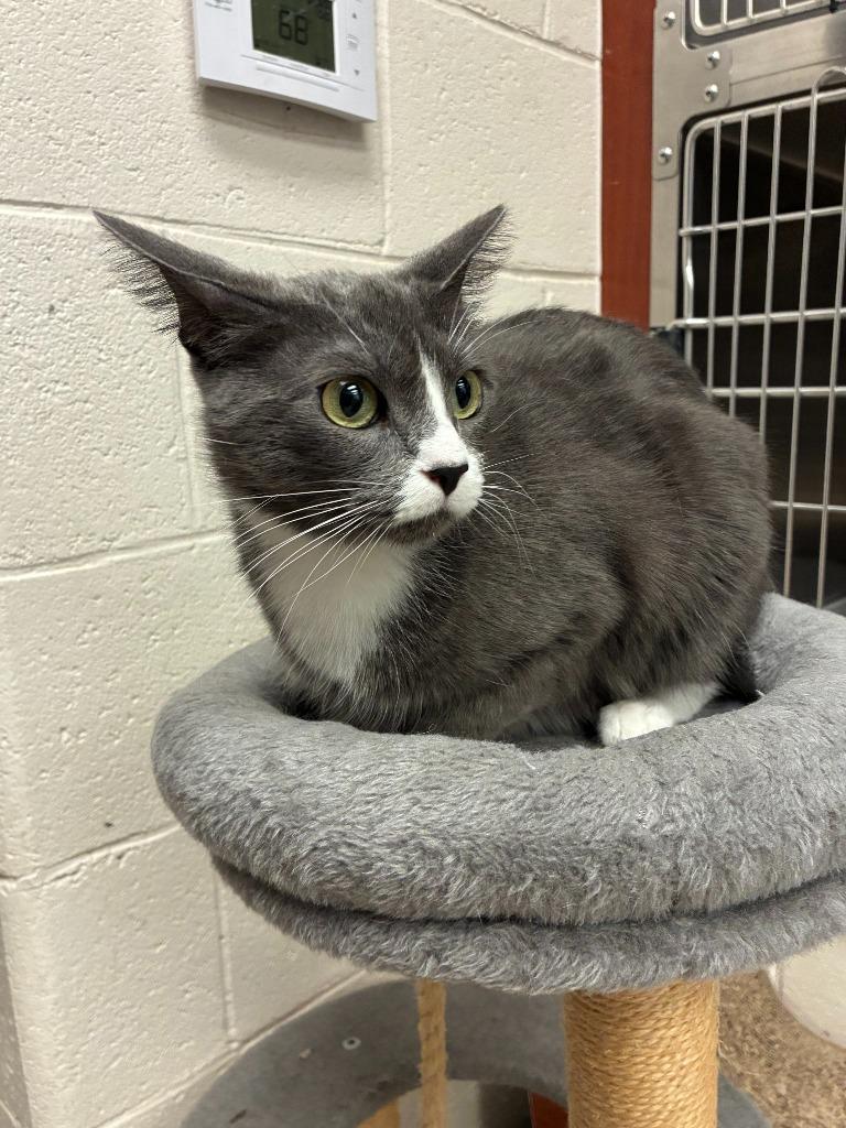 Georgie, a Adoptable mixed breed in Madison, GA image 3/3