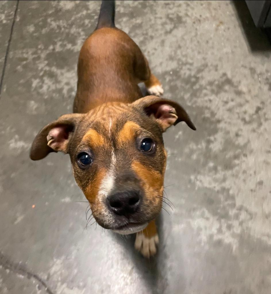 Victoria, Adoptable, Puppy Female Mixed Breed.