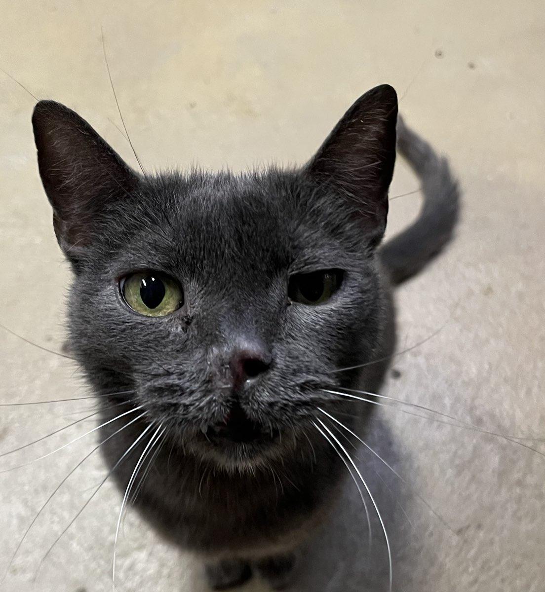 Enlarge Kalyn, a Adoptable Russian Blue in Mira Loma, CA image 1/1