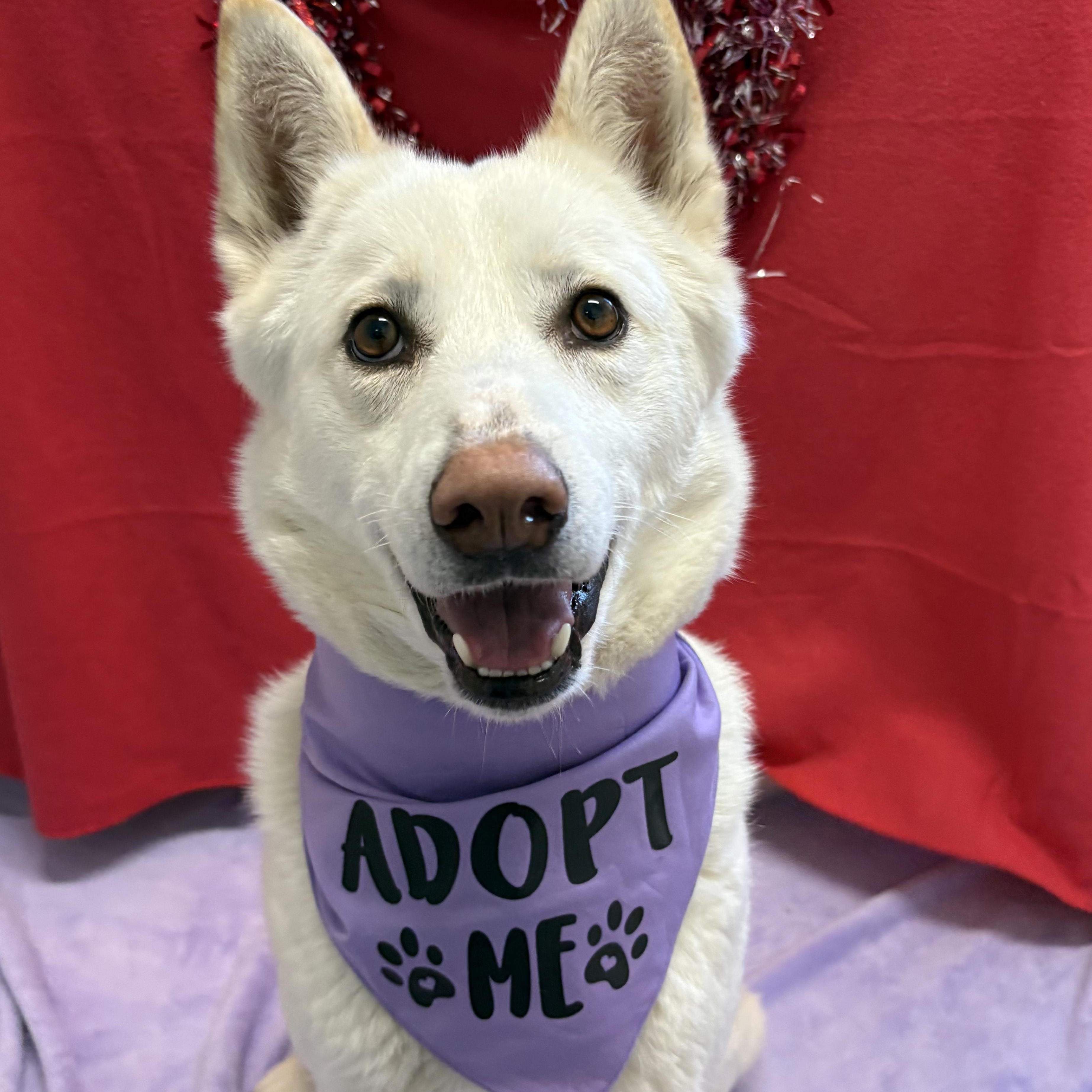Celine, Adoptable, Adult Female Husky.
