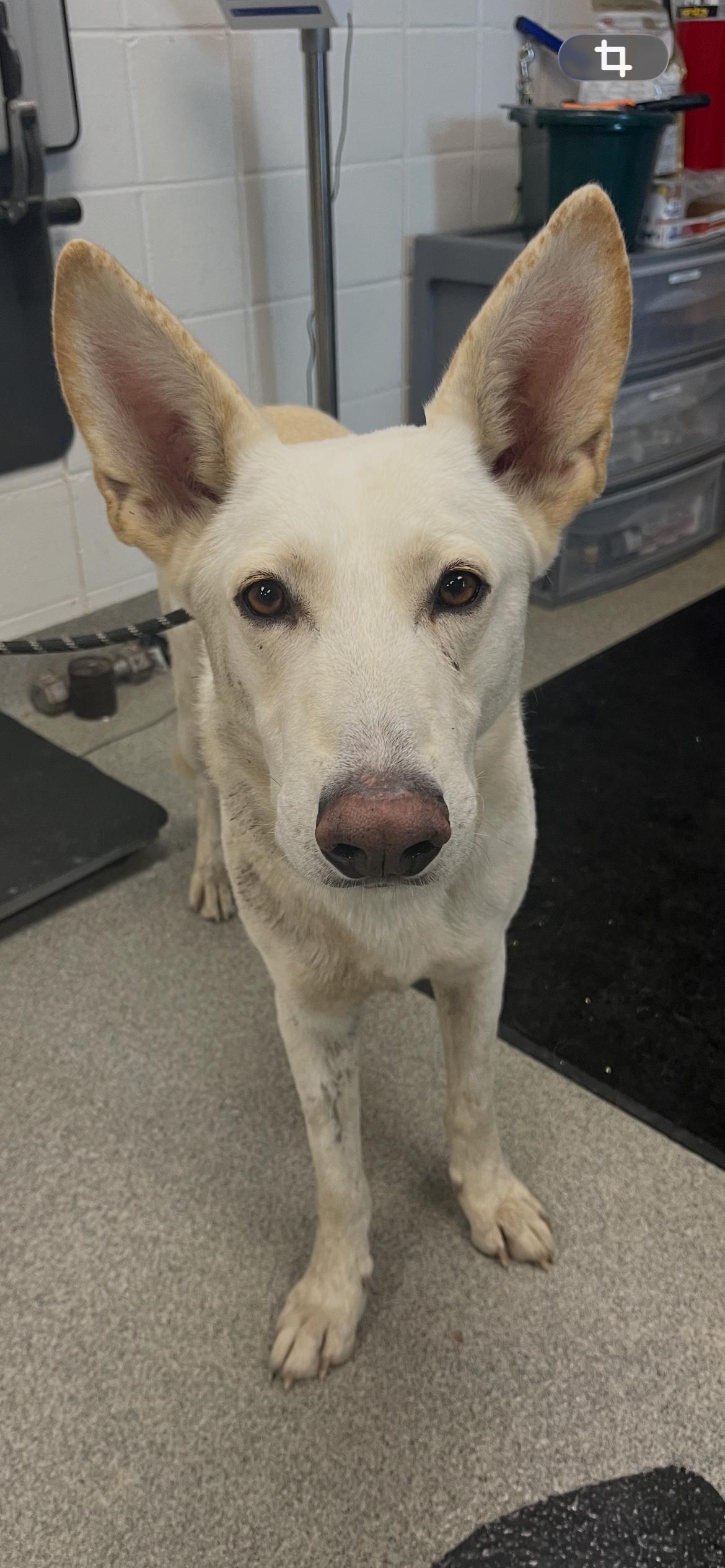 Enlarge Klaus, a ADOPTABLE German Shepherd Dog in Plaquemine, LA image 1/1