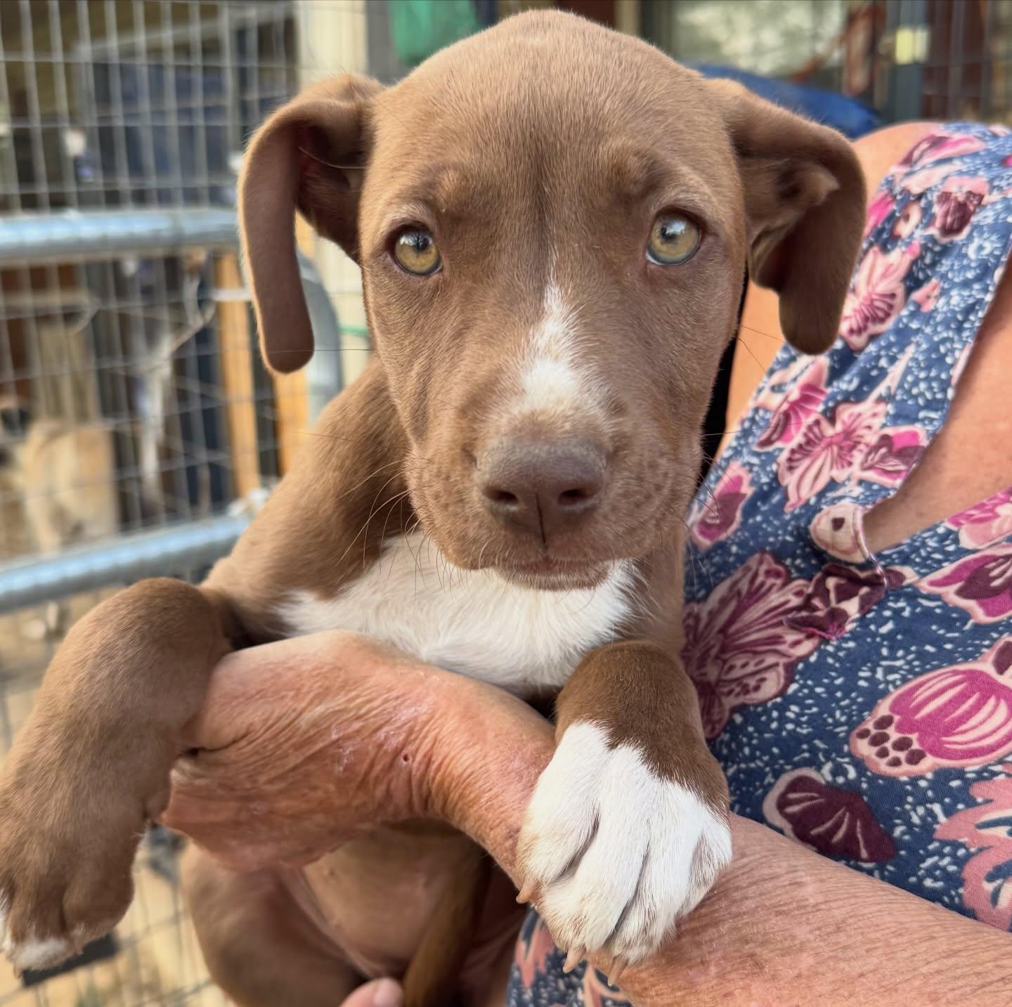 Minnie, adopted, Puppy Female American Staffordshire Terrier.