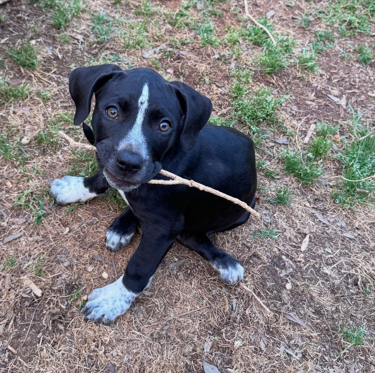 Enlarge Minnie, an adopted mixed breed in Salem, NH image 3/3