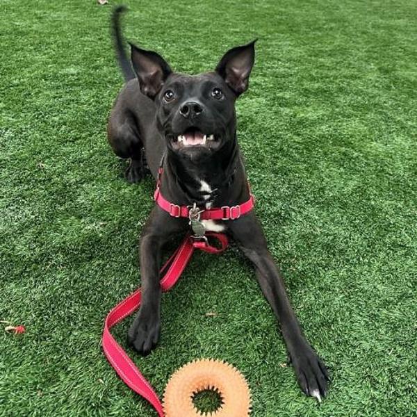 Enlarge Posey, a Adoptable mixed breed in Walnut Creek, CA image 2/6