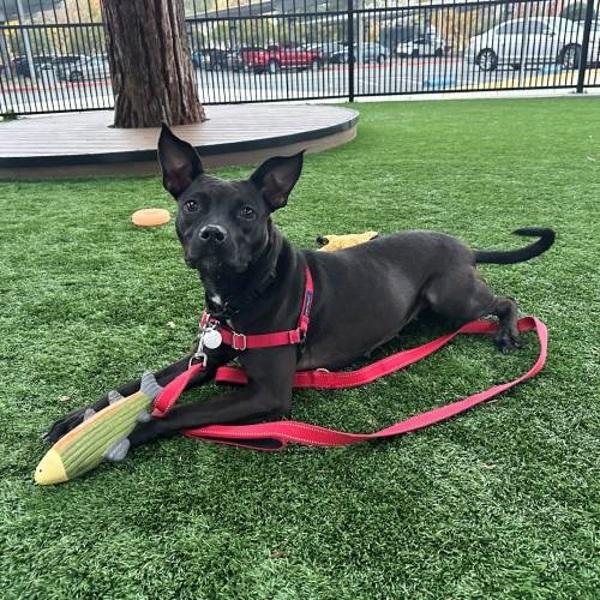 Enlarge Eve, a Adoptable mixed breed in Walnut Creek, CA image 4/4