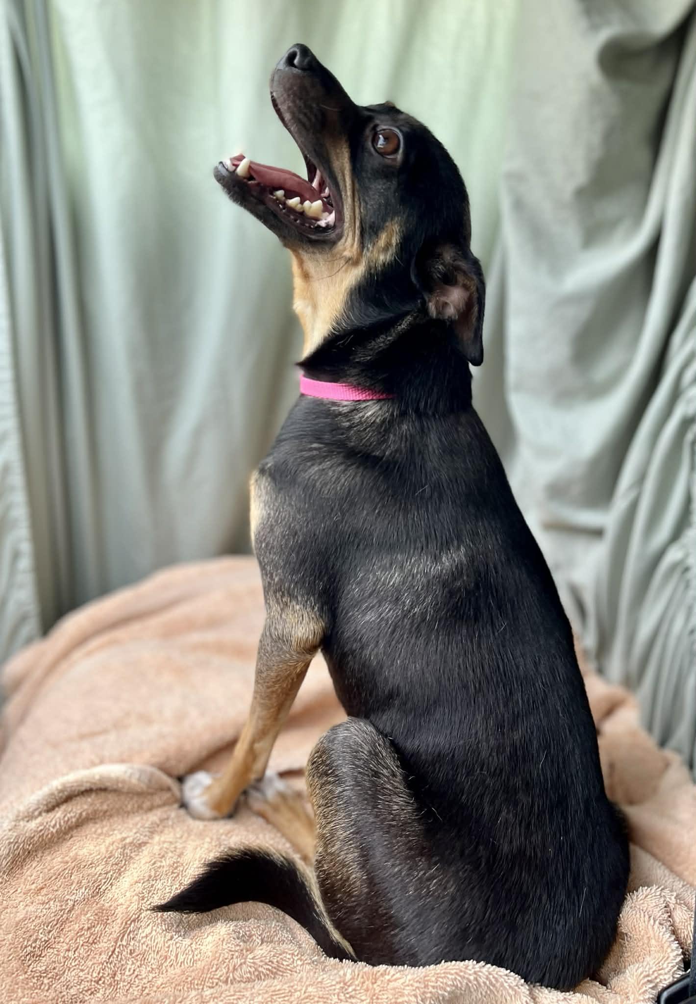 Miss Bitty, an adopted mixed breed in New Orleans, LA image 4/6