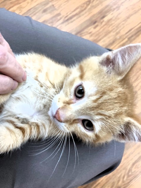 Cat for adoption - Spencer, a Domestic Short Hair in Medina, OH | Petfinder