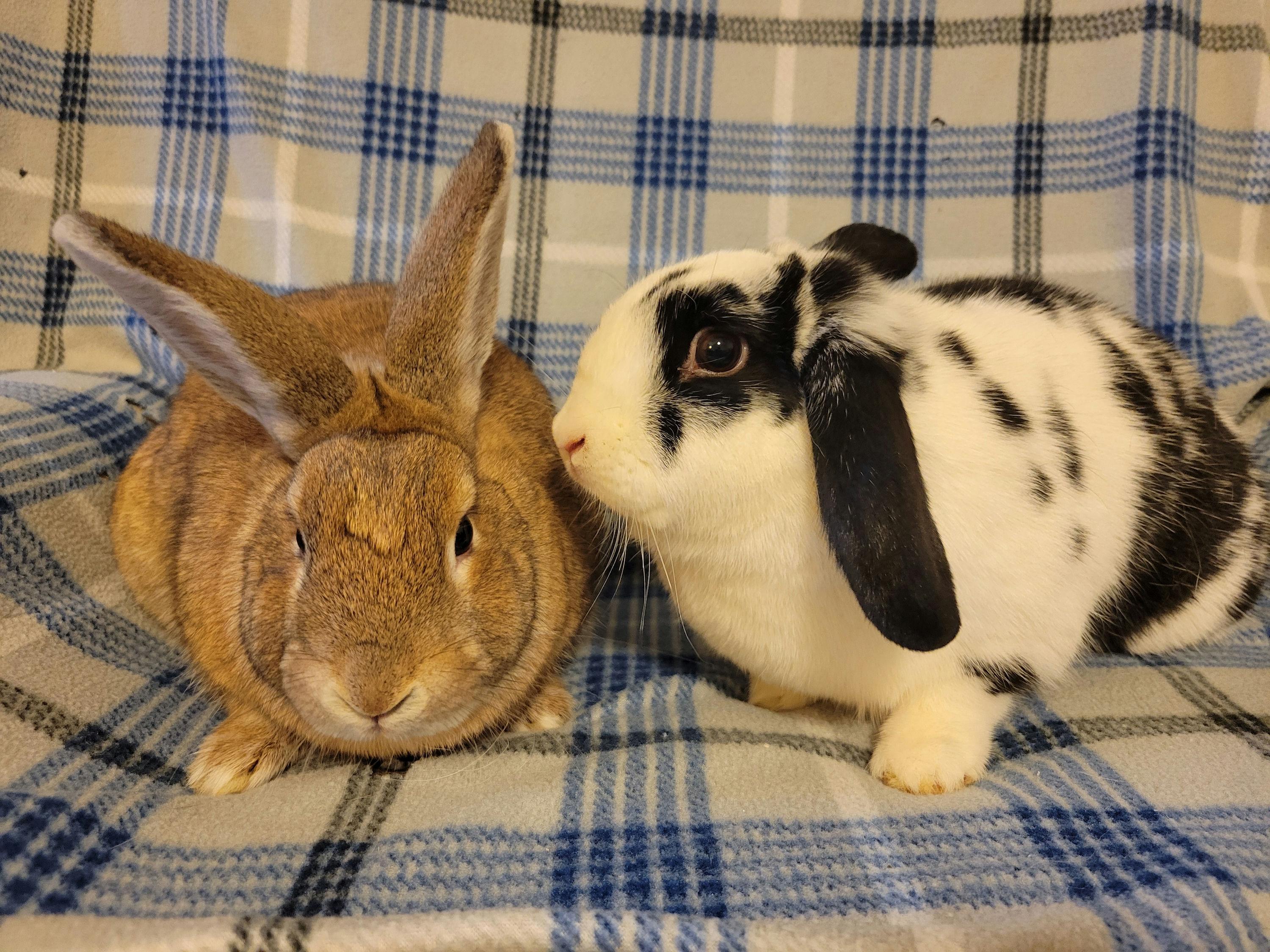 Enlarge Eryx & Deimos, a ADOPTABLE Mini Lop in Ames, IA image 5/5