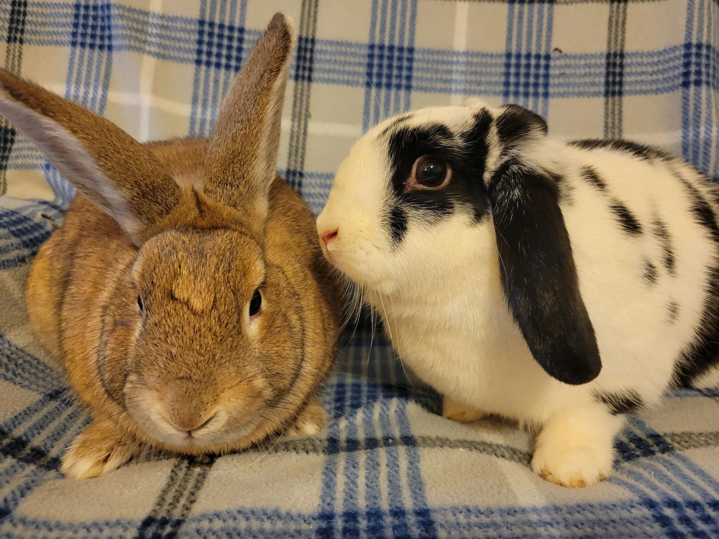 Eryx & Deimos, ADOPTABLE, Adult Male Mini Lop.