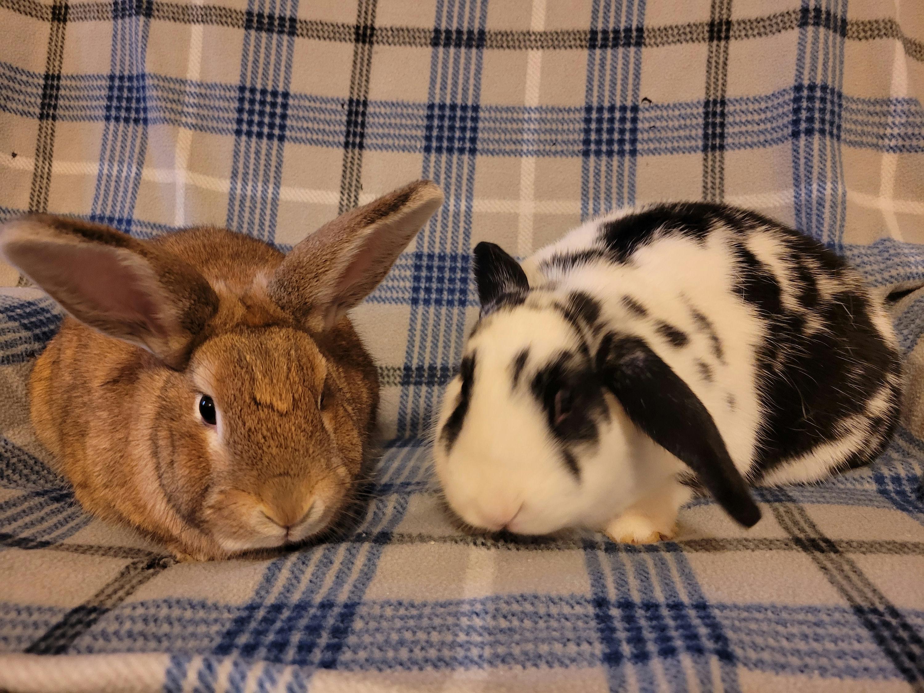 Enlarge Eryx & Deimos, a ADOPTABLE Mini Lop in Ames, IA image 4/5