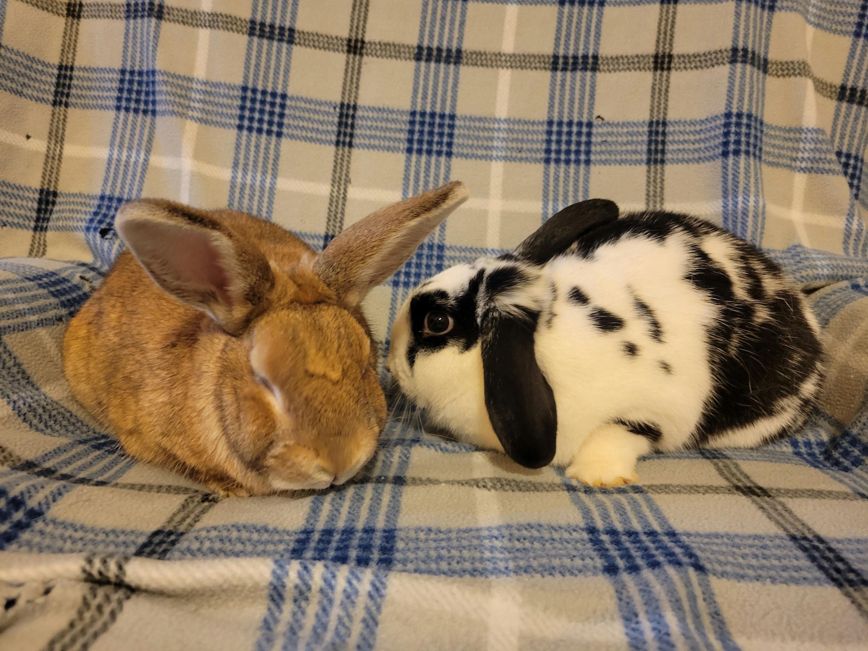Enlarge Eryx & Deimos, a ADOPTABLE Mini Lop in Ames, IA image 3/5