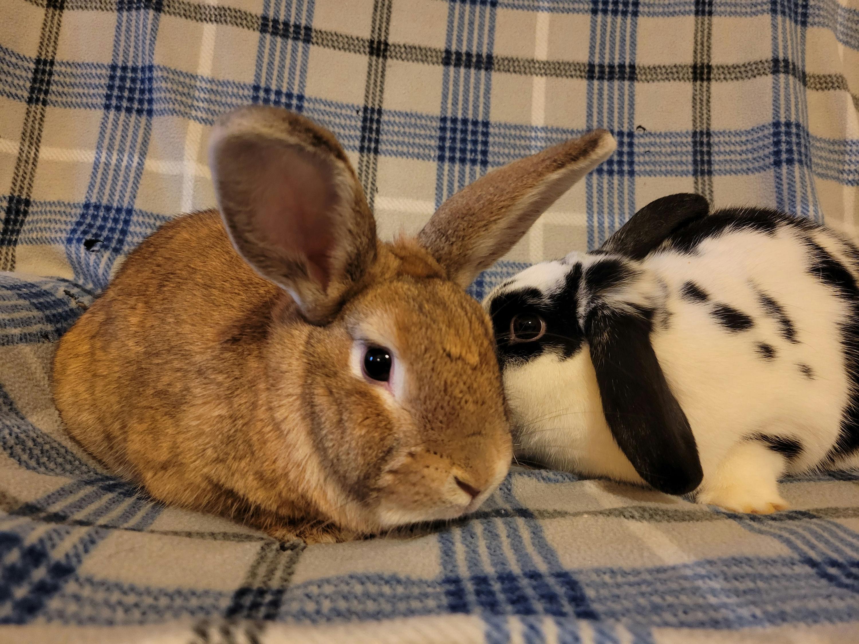 Enlarge Eryx & Deimos, a ADOPTABLE Mini Lop in Ames, IA image 2/5