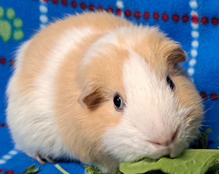 Alfie, a ADOPTABLE Short-Haired in Gary, IN image 3/3