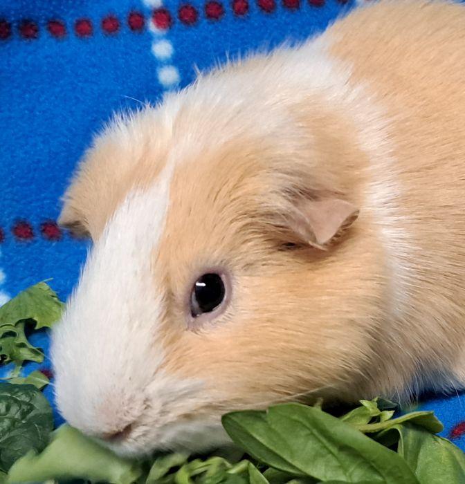 Alfie, ADOPTABLE, Adult Male Short-Haired.