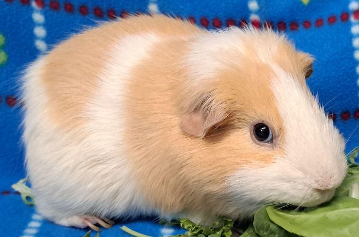 Alfie, a ADOPTABLE Short-Haired in Gary, IN image 2/3