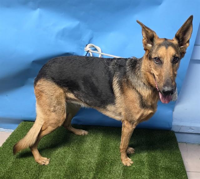 CARSON / JANEY, Adoptable, Adult Female German Shepherd Dog & Mixed Breed.