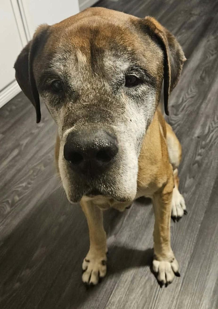 Enlarge Riggs, an adopted Mixed Breed in Chino valley, AZ image 1/1