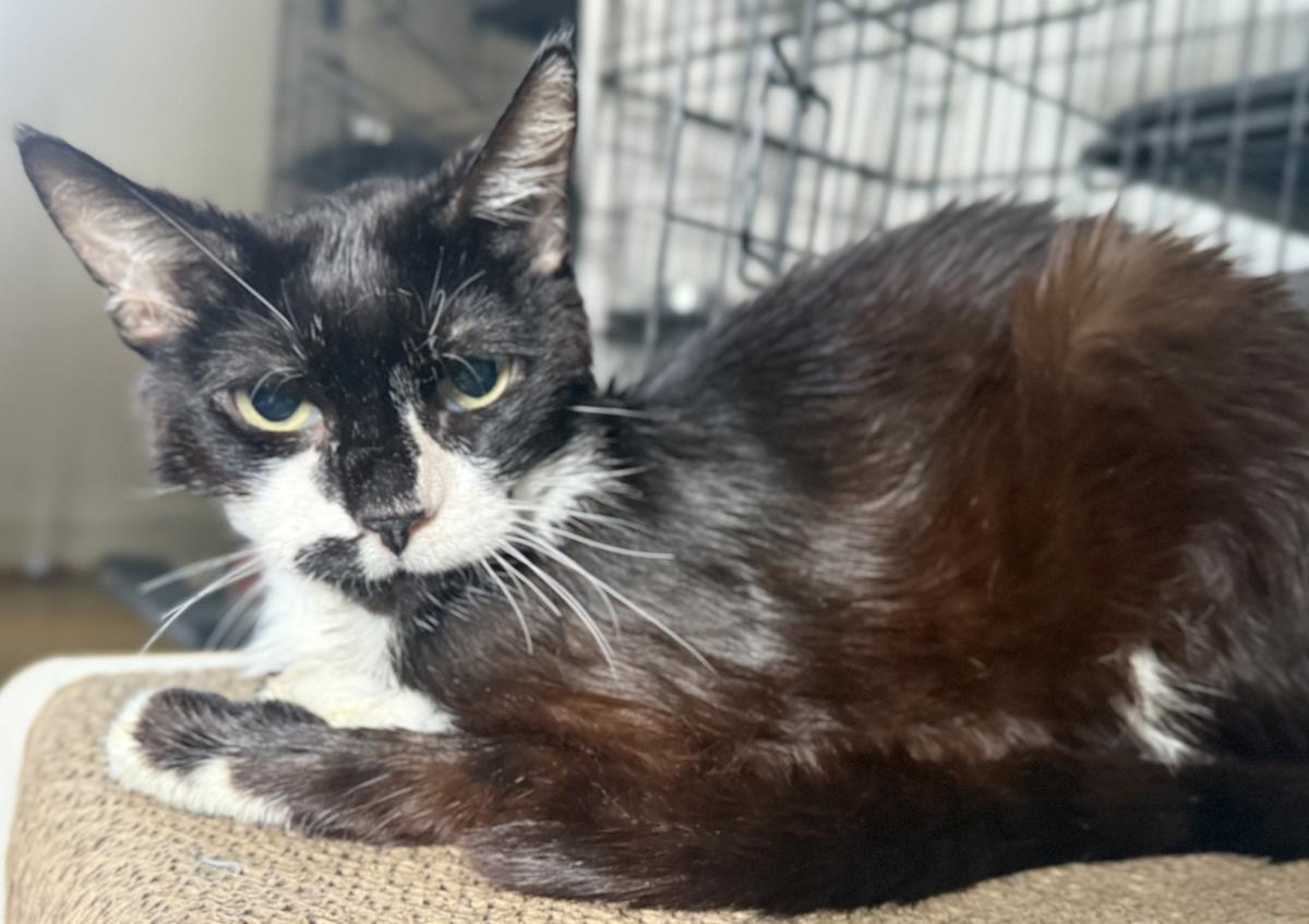Kendrick Clawmar, Adoptable, Adult Male Tuxedo & Domestic Short Hair.