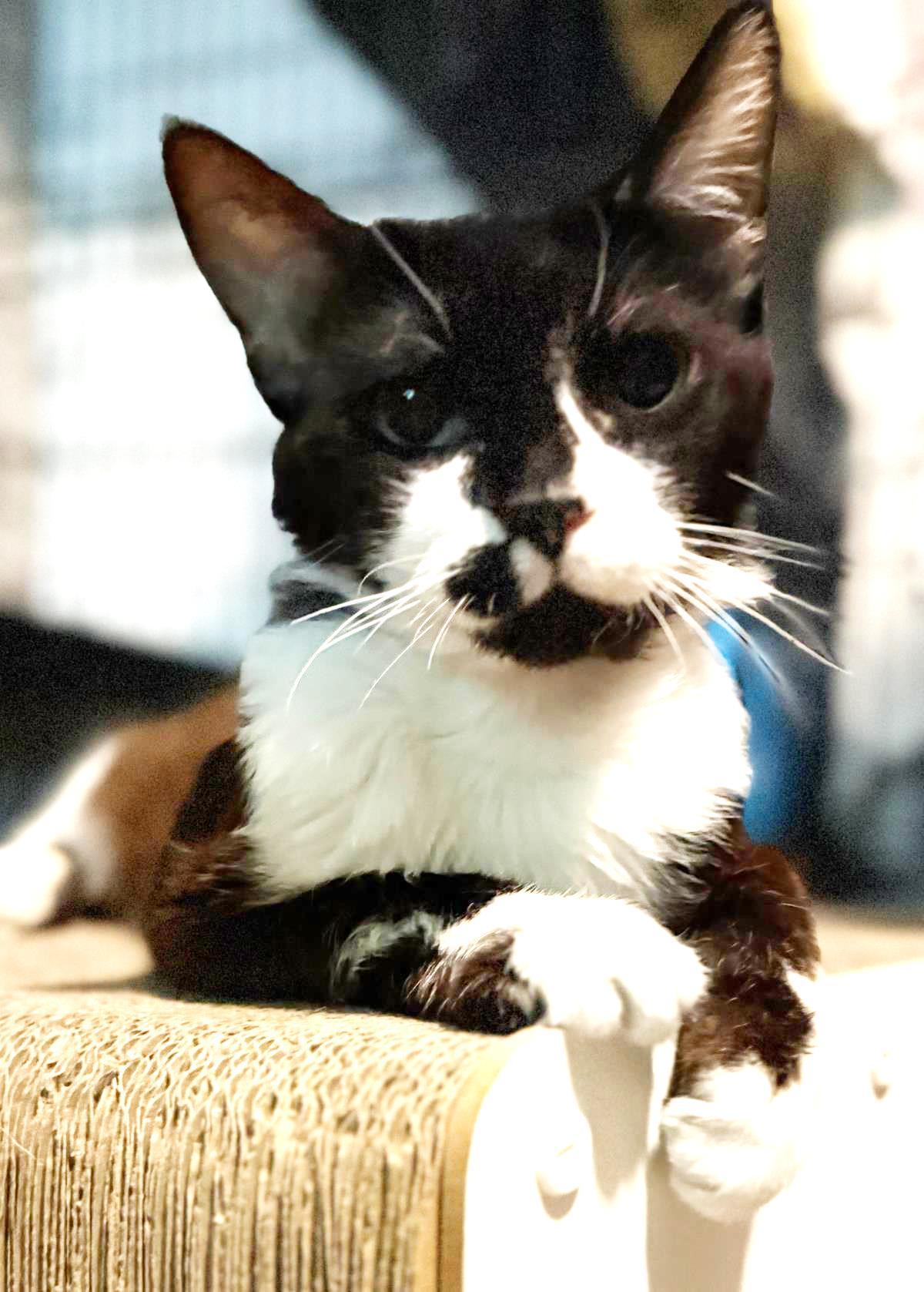 Enlarge Kendrick Clawmar, a Adoptable mixed breed in Chandler, AZ image 2/3