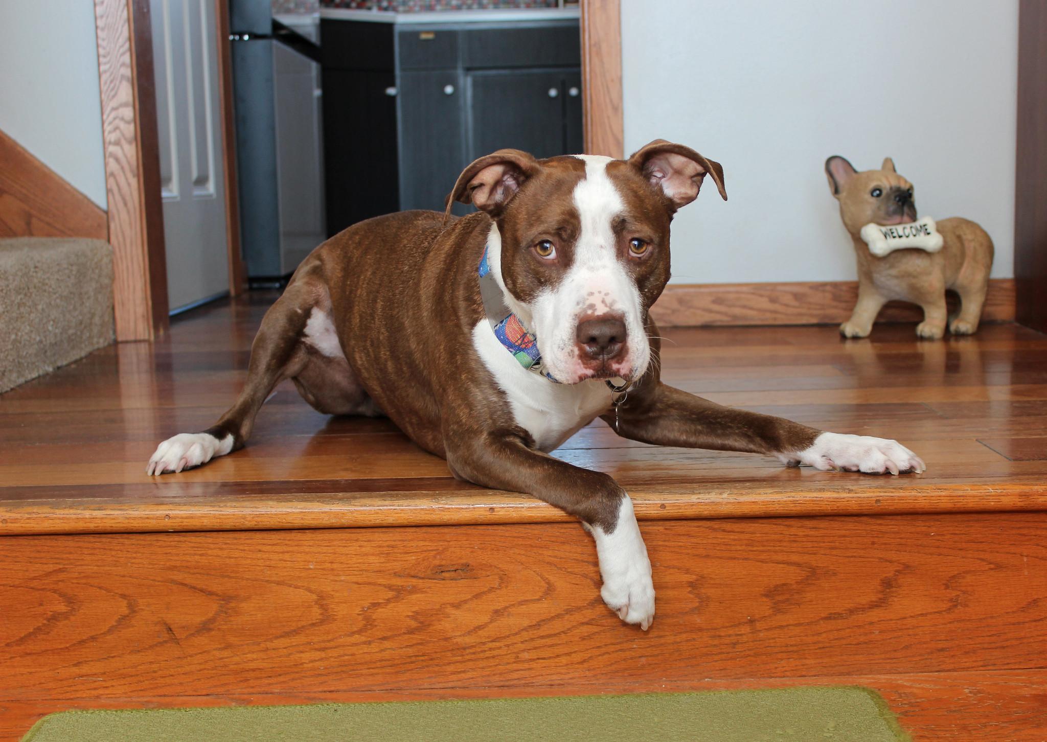 Enlarge Vino, a Adoptable Terrier in Sioux Falls, SD image 2/6