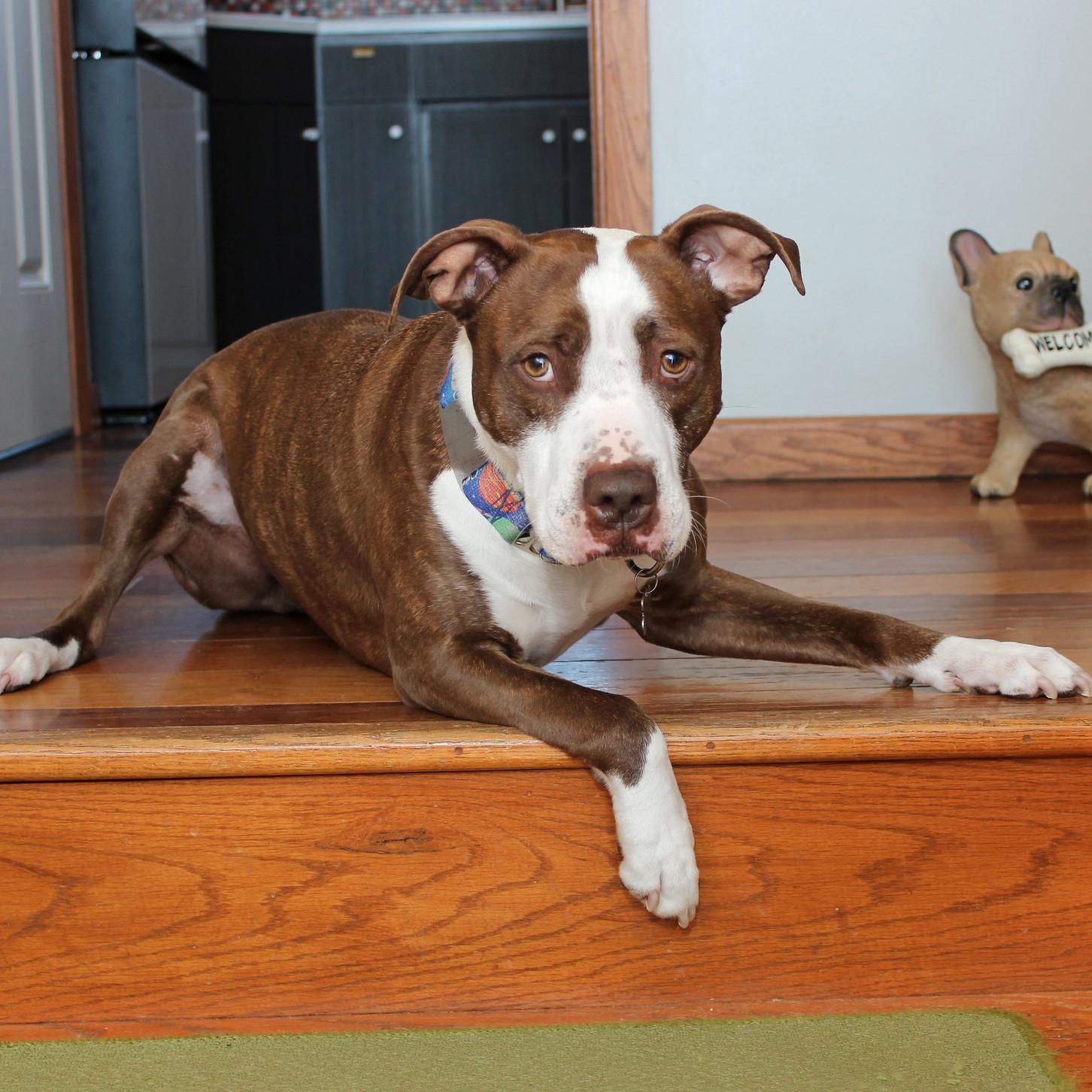 Enlarge Vino, a Adoptable Terrier in Sioux Falls, SD image 2/6