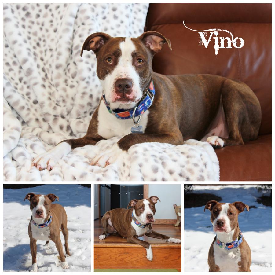 Vino, Adoptable, Adult Male Terrier.
