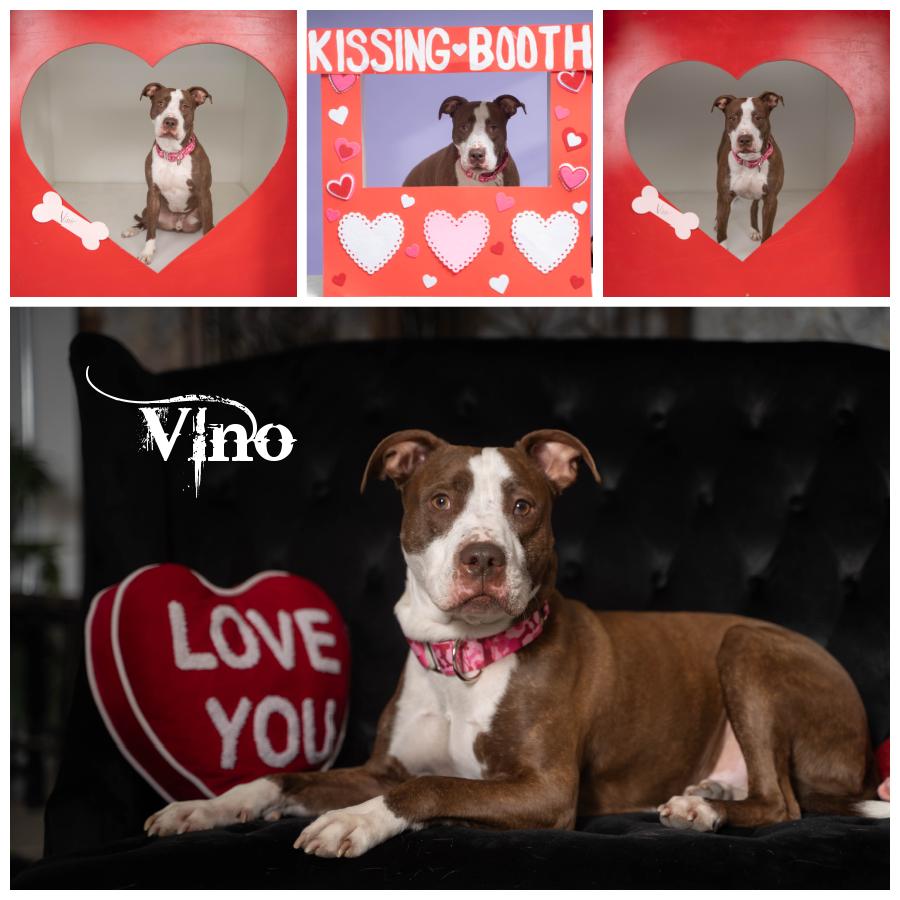 Enlarge Vino, a Adoptable Terrier in Sioux Falls, SD image 1/6