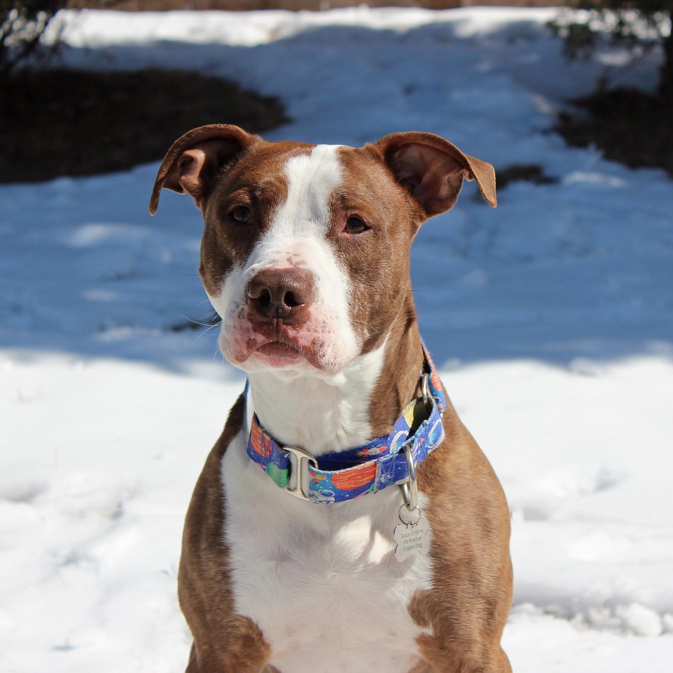 Enlarge Vino, a Adoptable Terrier in Sioux Falls, SD image 3/6