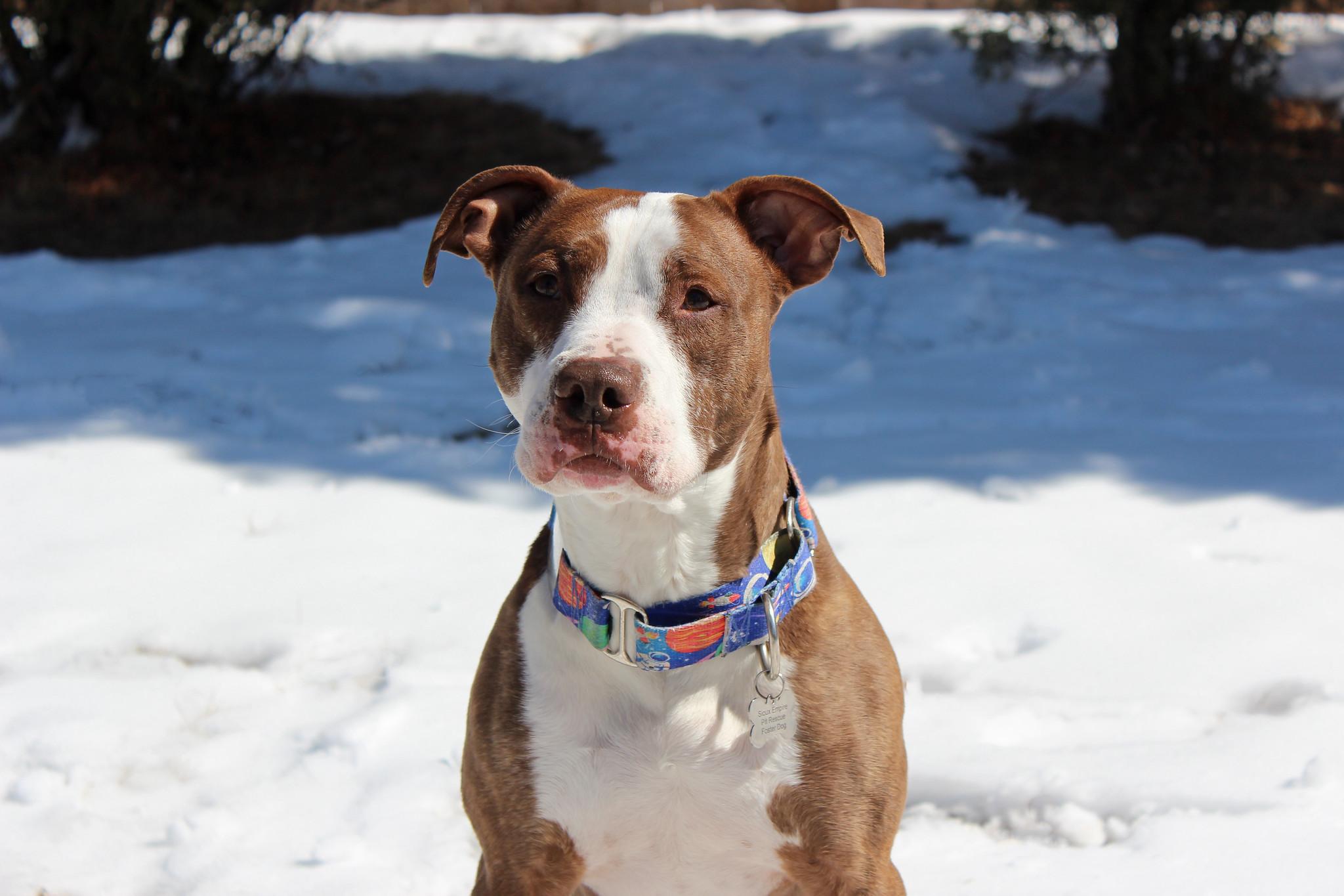 Enlarge Vino, a Adoptable Terrier in Sioux Falls, SD image 3/6