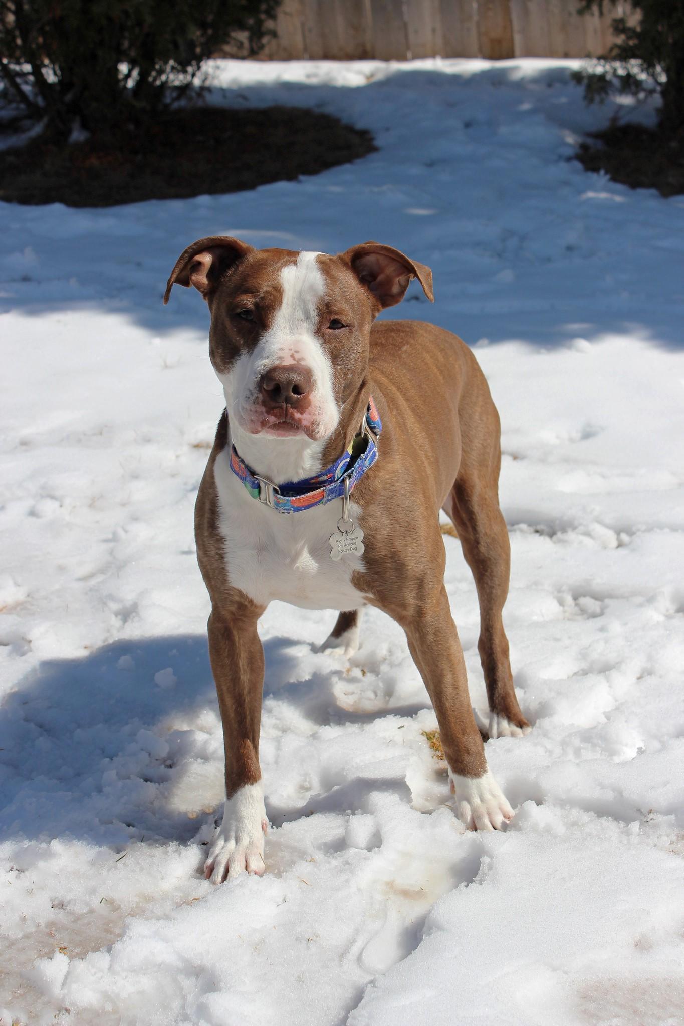 Enlarge Vino, a Adoptable Terrier in Sioux Falls, SD image 4/6