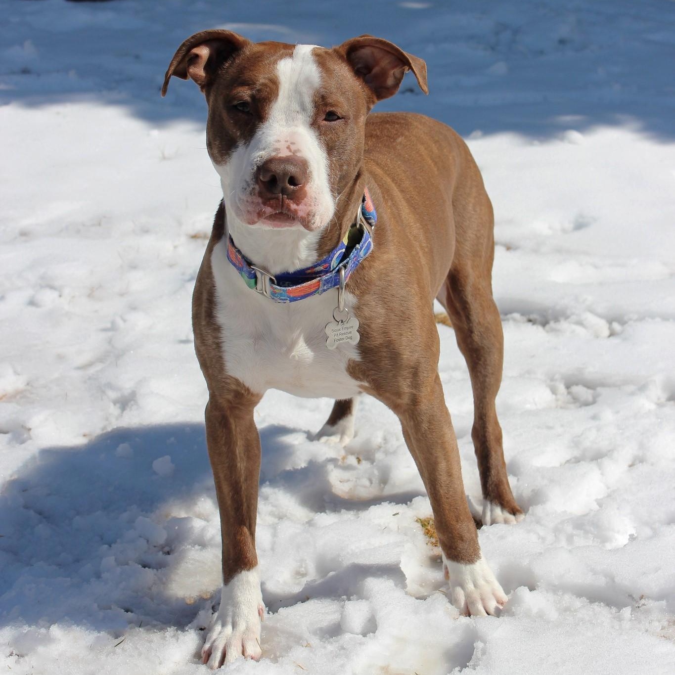 Enlarge Vino, a Adoptable Terrier in Sioux Falls, SD image 4/6