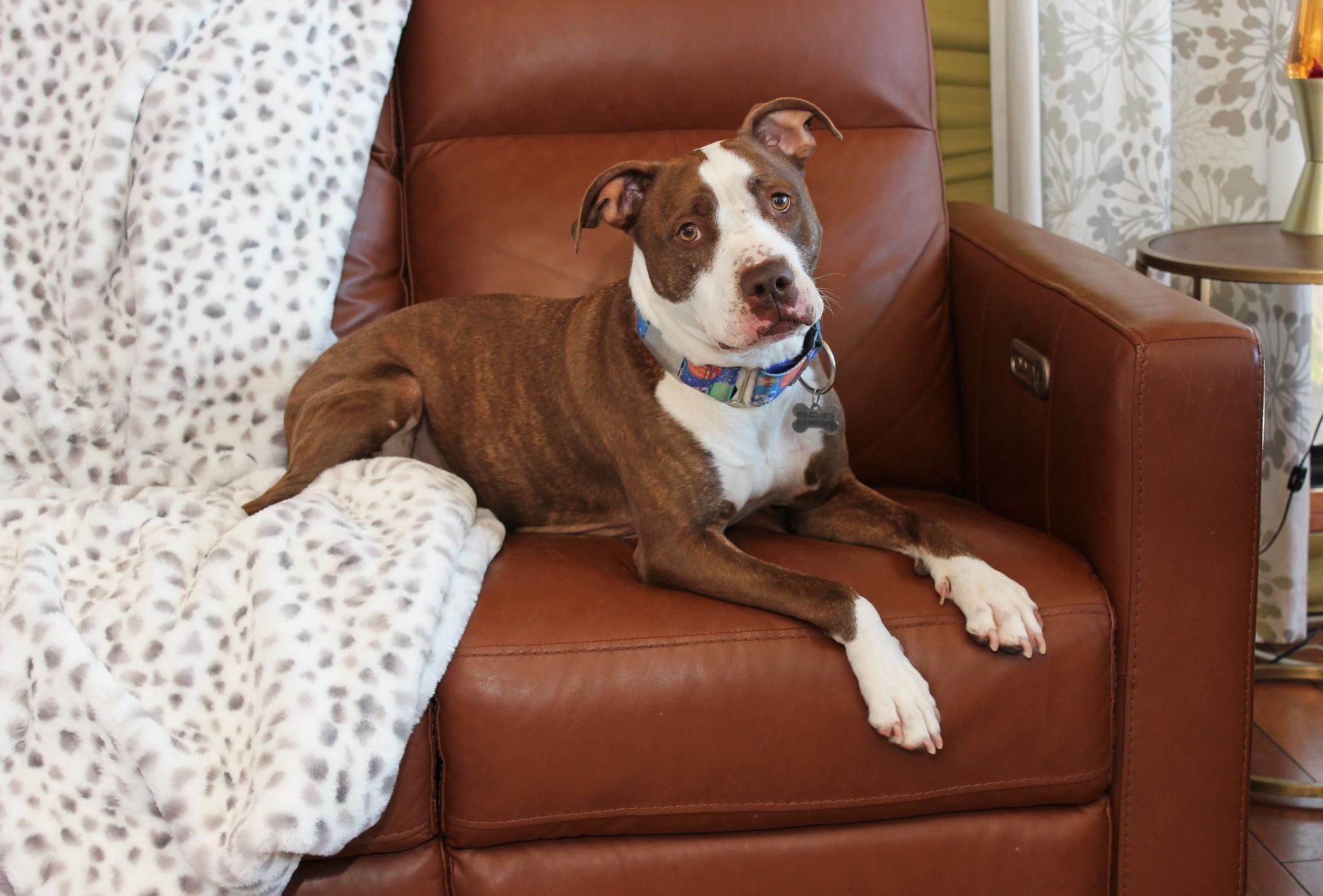 Enlarge Vino, a Adoptable Terrier in Sioux Falls, SD image 5/6