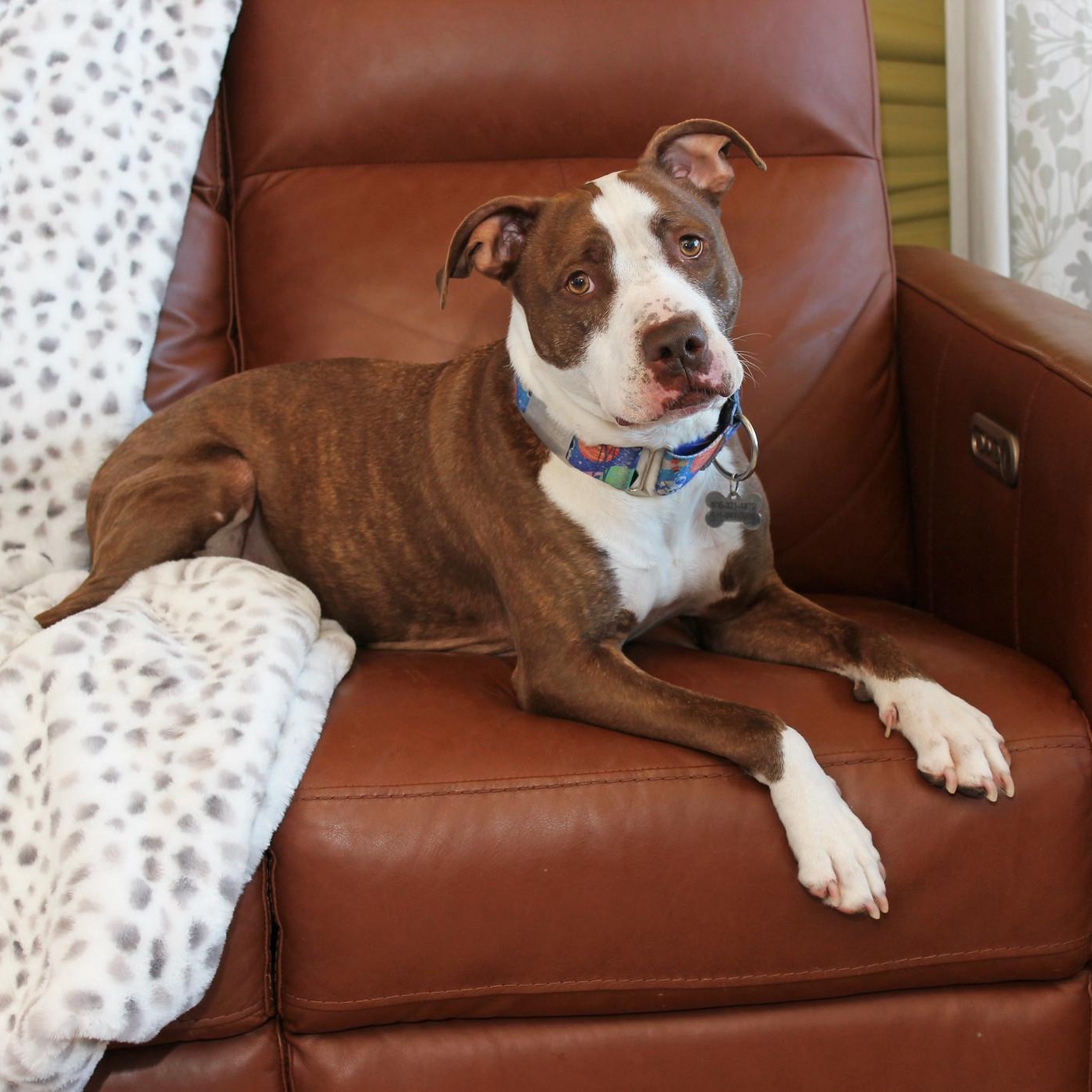 Enlarge Vino, a Adoptable Terrier in Sioux Falls, SD image 5/6