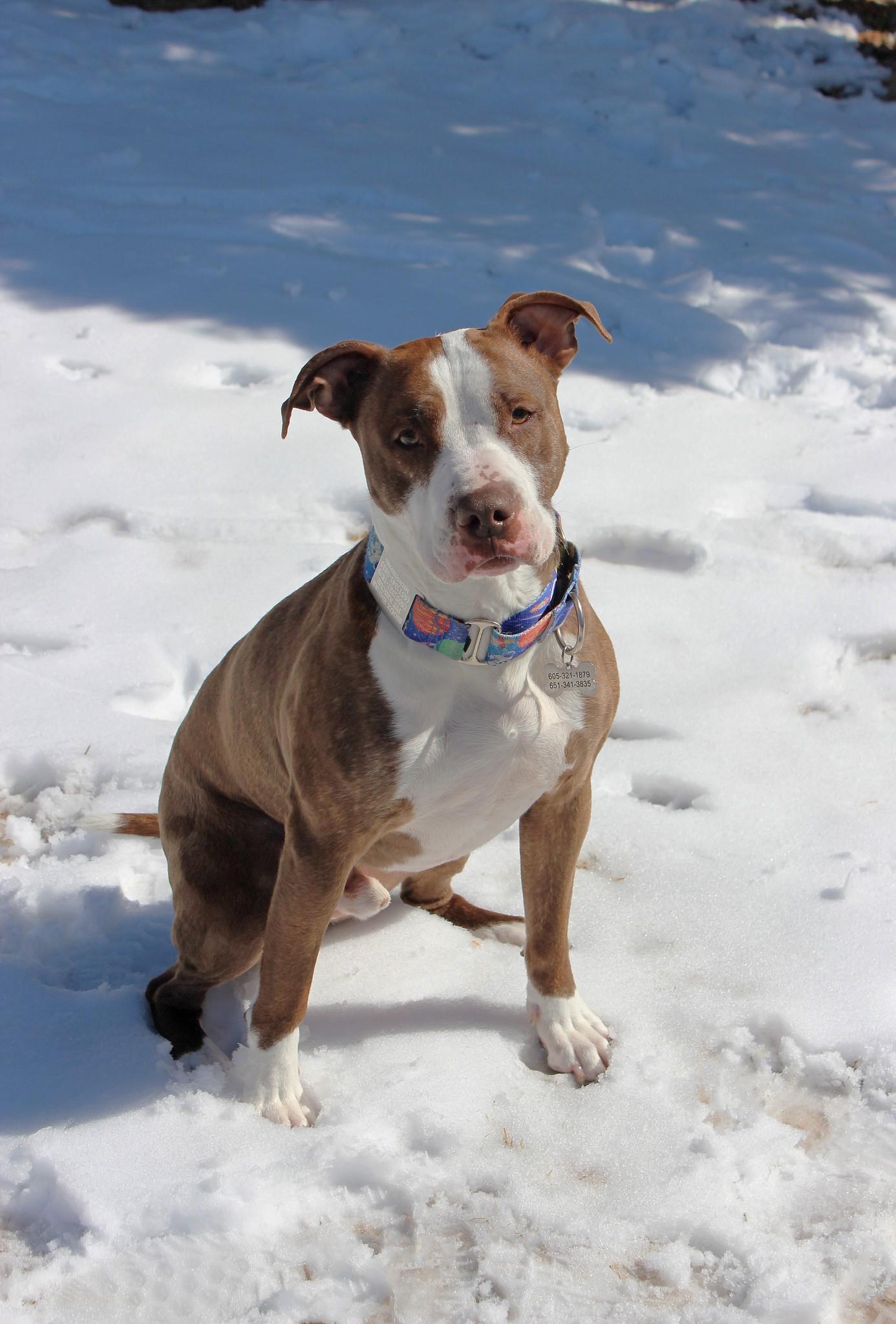 Enlarge Vino, a Adoptable Terrier in Sioux Falls, SD image 6/6