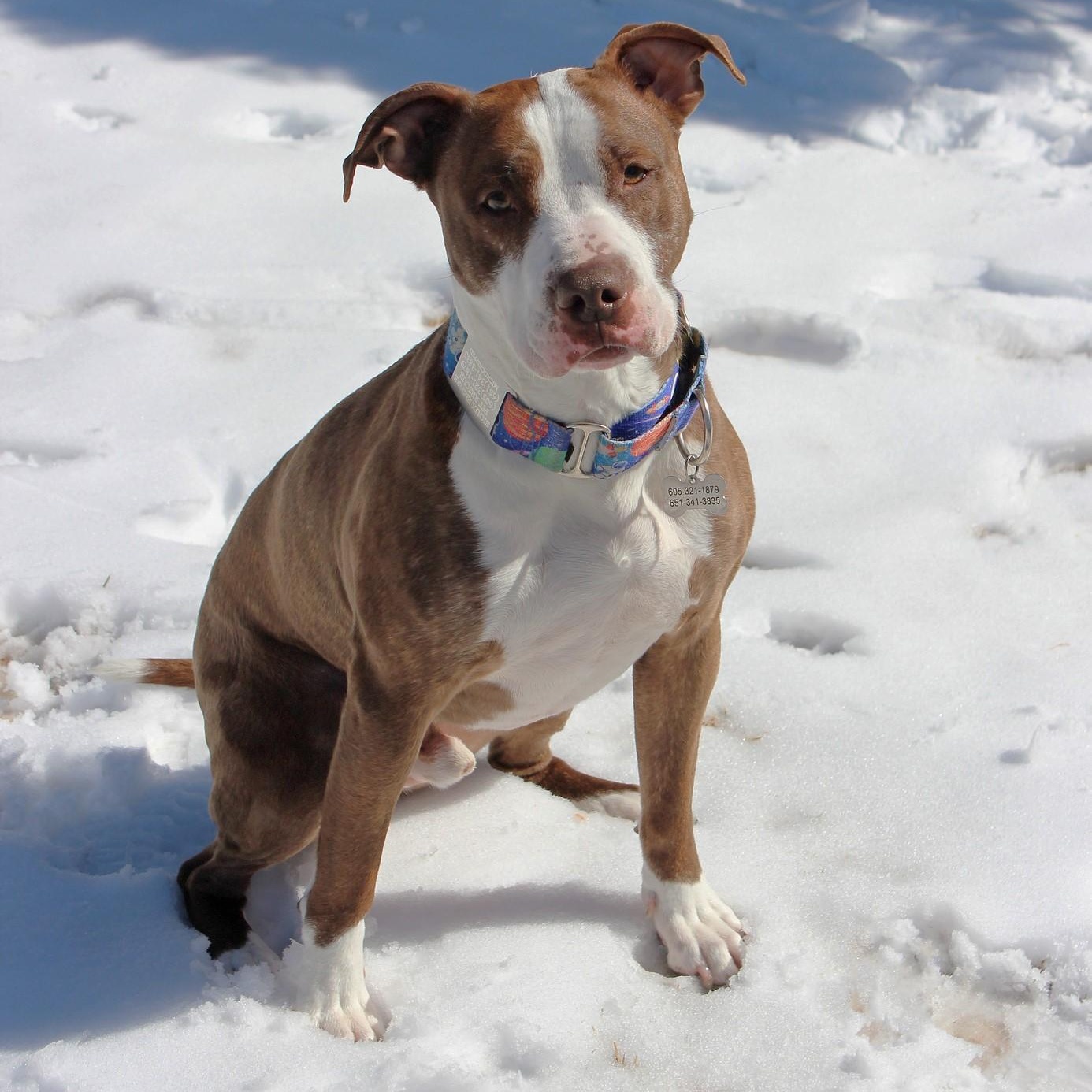 Enlarge Vino, a Adoptable Terrier in Sioux Falls, SD image 6/6