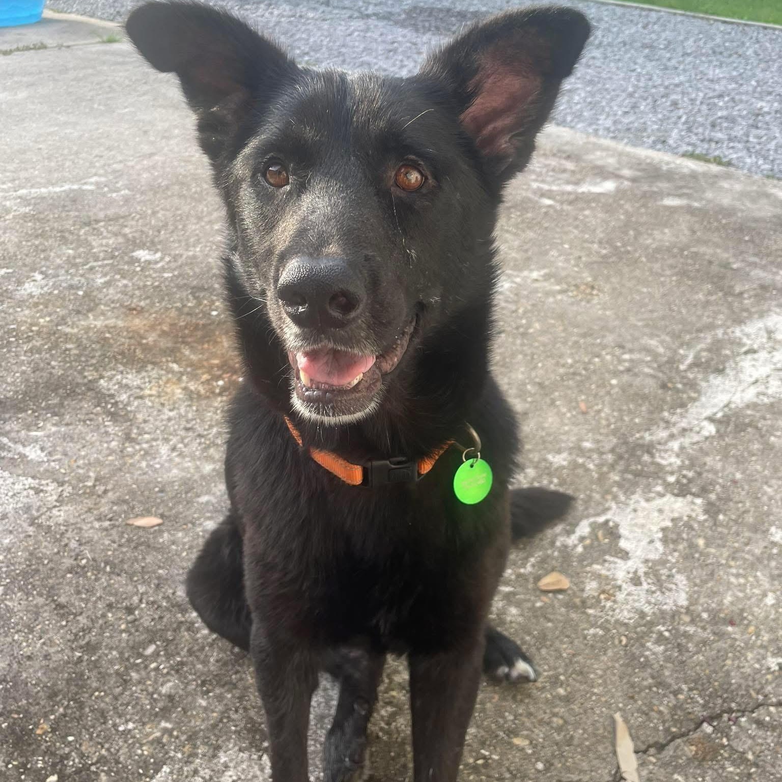 Sebastian, Adult Male Black Labrador Retriever