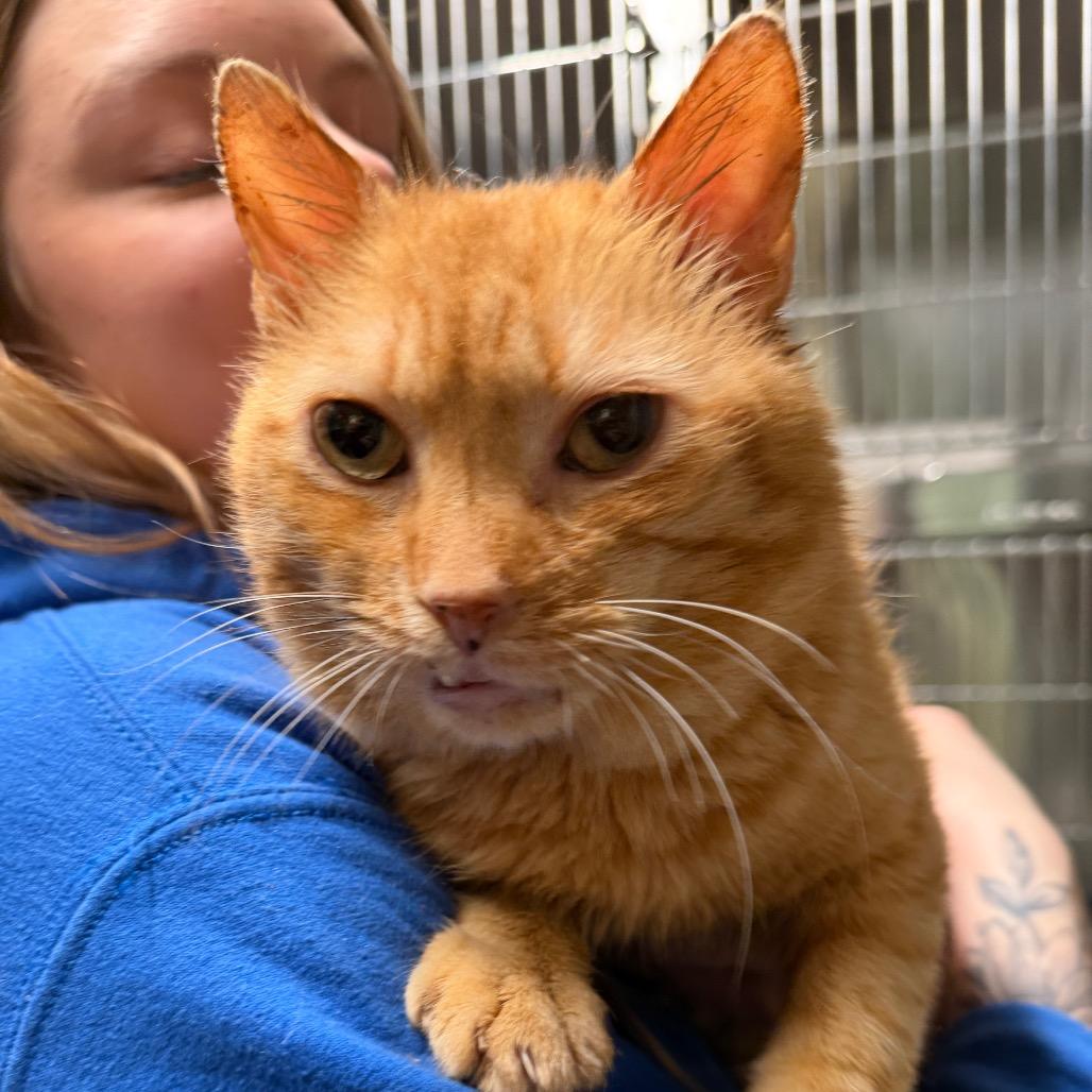 Enlarge Hobbs, a Adoptable Domestic Short Hair in Kennebunk, ME image 1/1