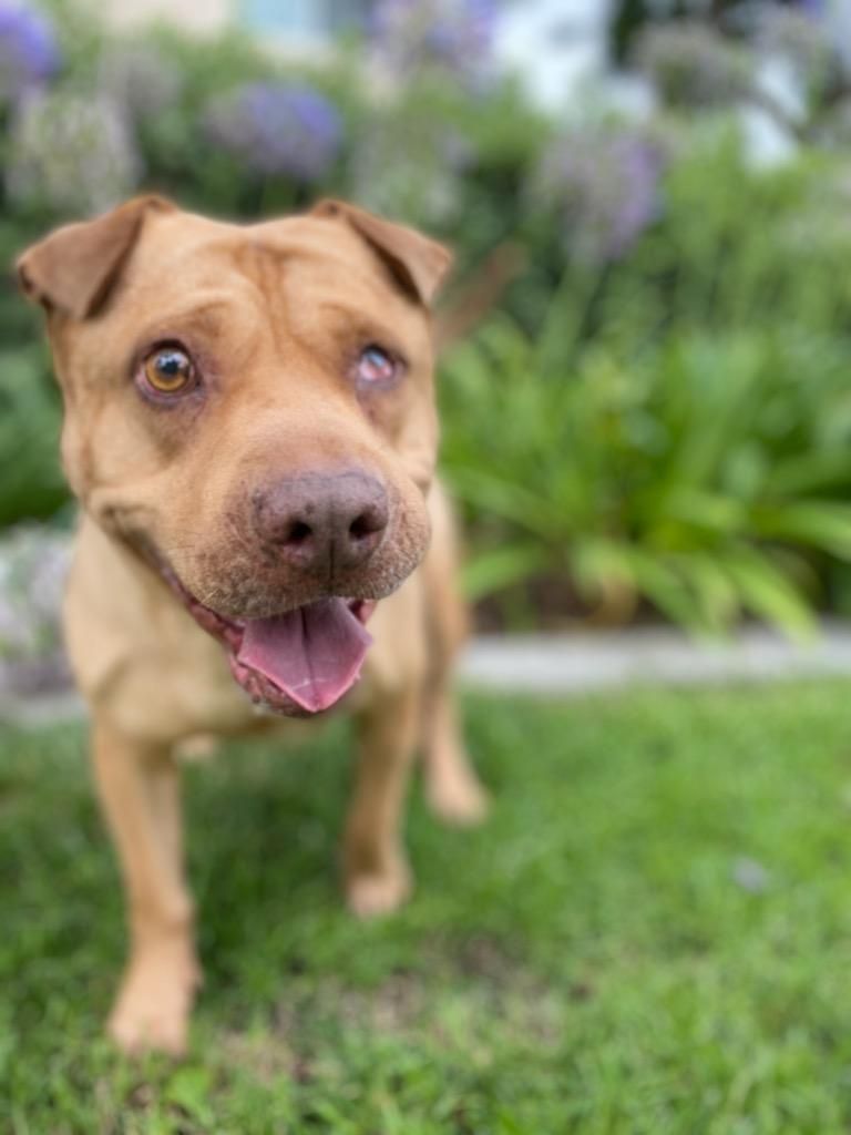 Squash, an adoptable Shar-Pei in woodland hills, CA, 91364 | Photo Image 1