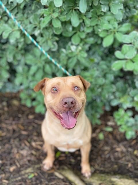 Squash, an adoptable Shar-Pei in woodland hills, CA, 91364 | Photo Image 3