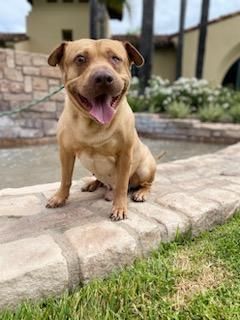 Squash, an adoptable Shar-Pei in woodland hills, CA, 91364 | Photo Image 5