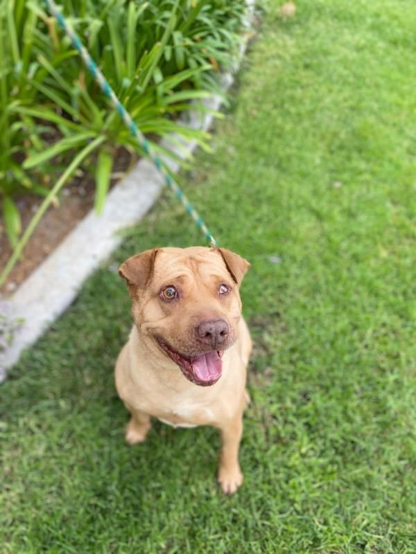 Squash, an adoptable Shar-Pei in woodland hills, CA, 91364 | Photo Image 6