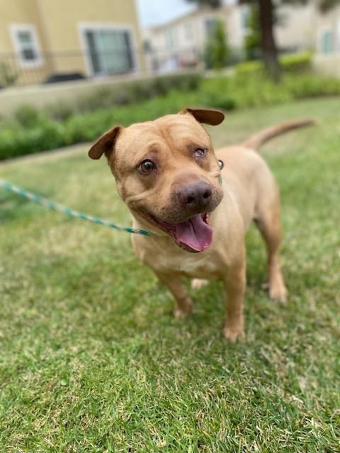 Squash, an adoptable Shar-Pei in woodland hills, CA, 91364 | Photo Image 4