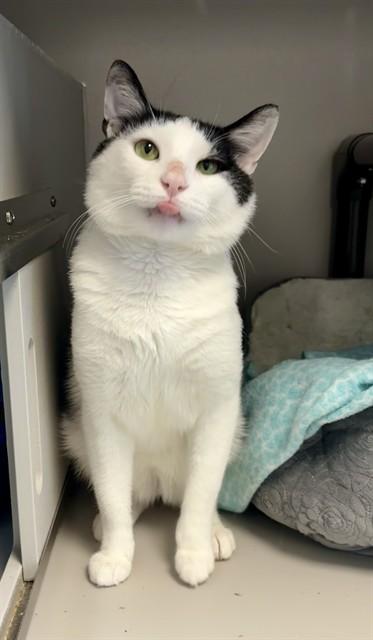 SLICK RICK, Adoptable, Young Male Domestic Short Hair.