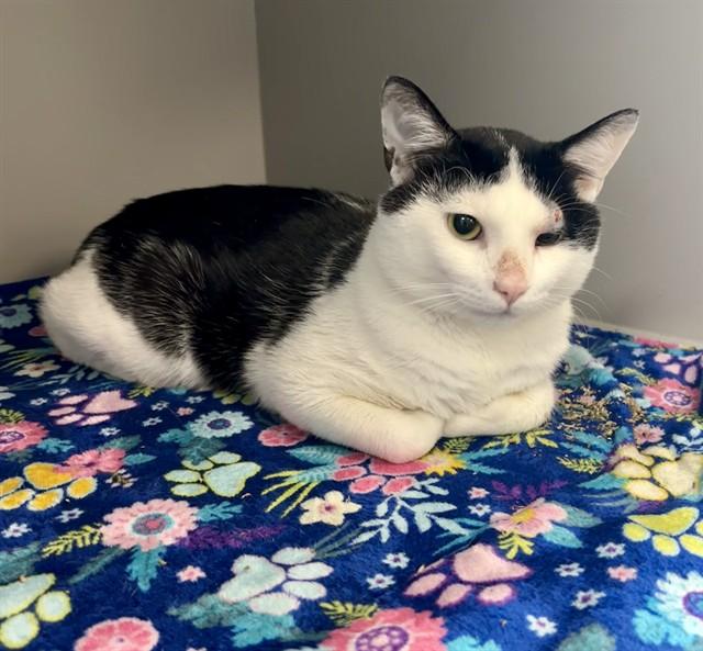 SLICK RICK, Adoptable, Young Male Domestic Short Hair.