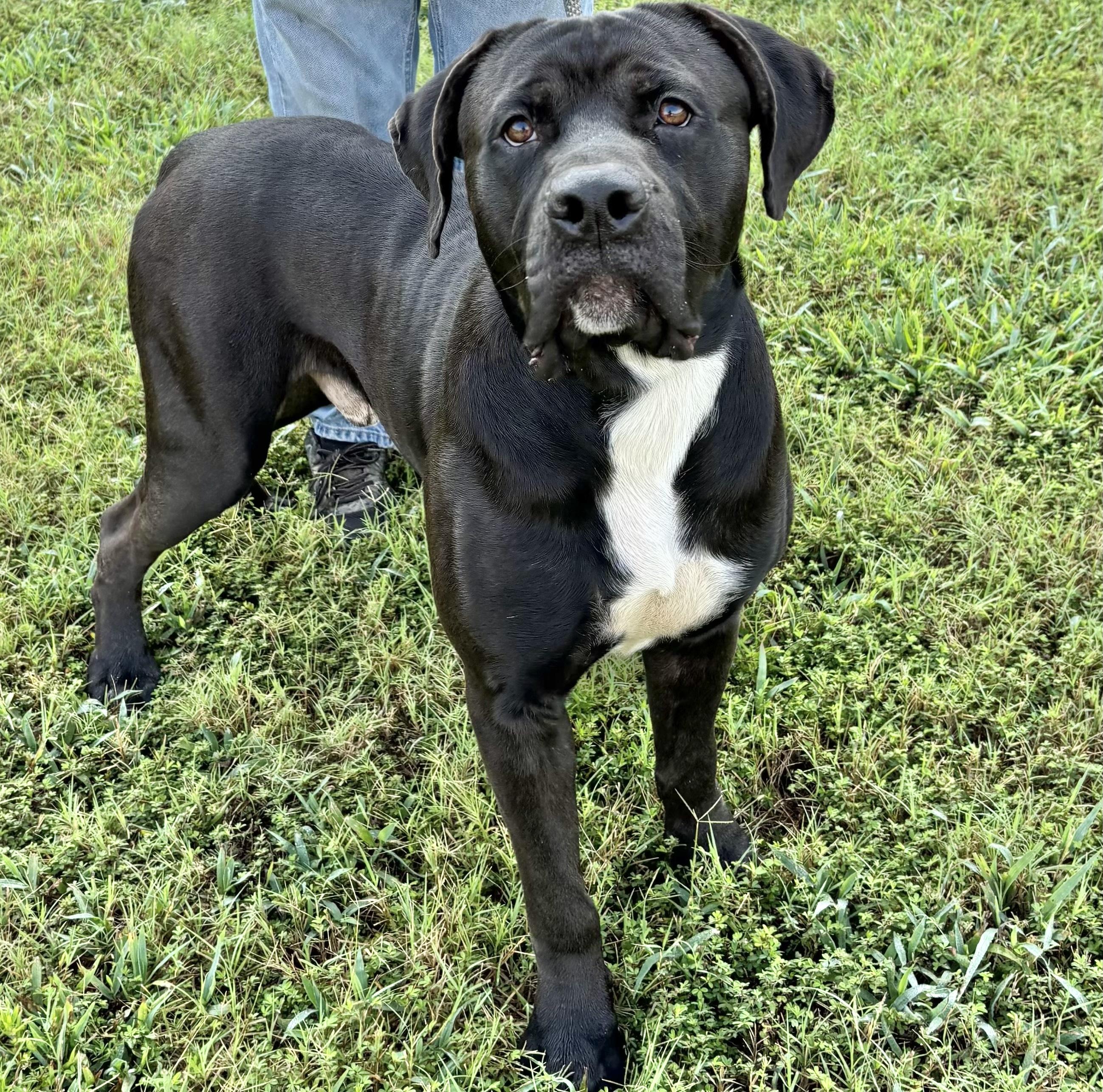 Zeus
