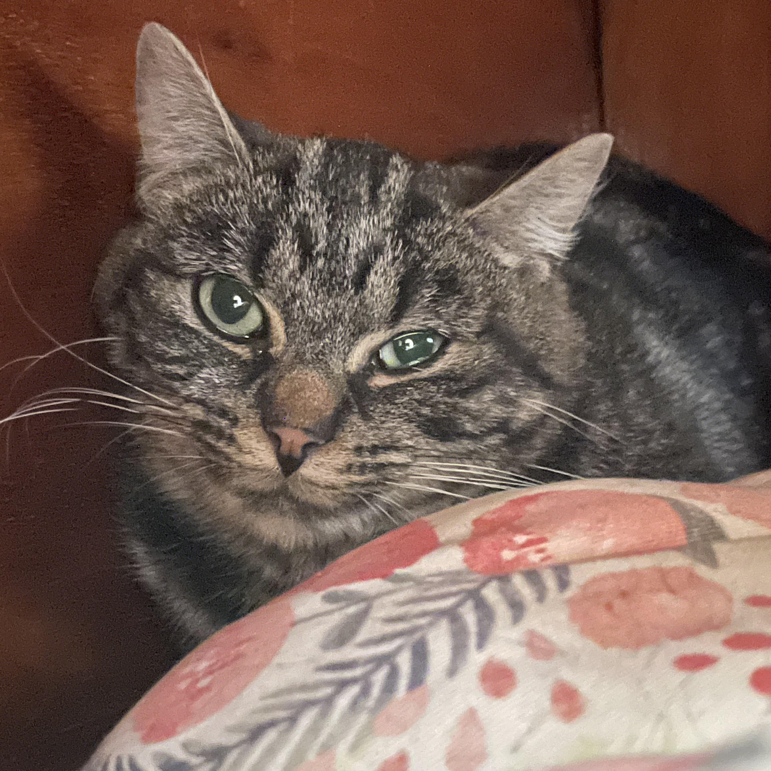 Enlarge Holly (Spirit Cat), a ADOPTABLE Domestic Short Hair in West Swanzey, NH image 1/2