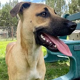 Simba, Adoptable, Young Male Anatolian Shepherd.