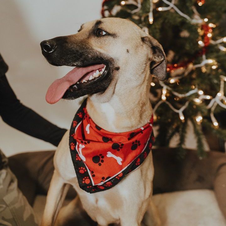 Enlarge Simba, a Adoptable mixed breed in Durango, CO image 2/6