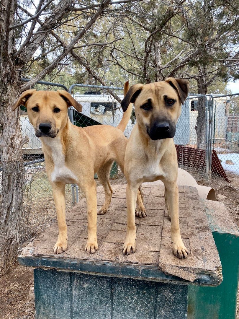 Enlarge Simba, a Adoptable mixed breed in Durango, CO image 3/6