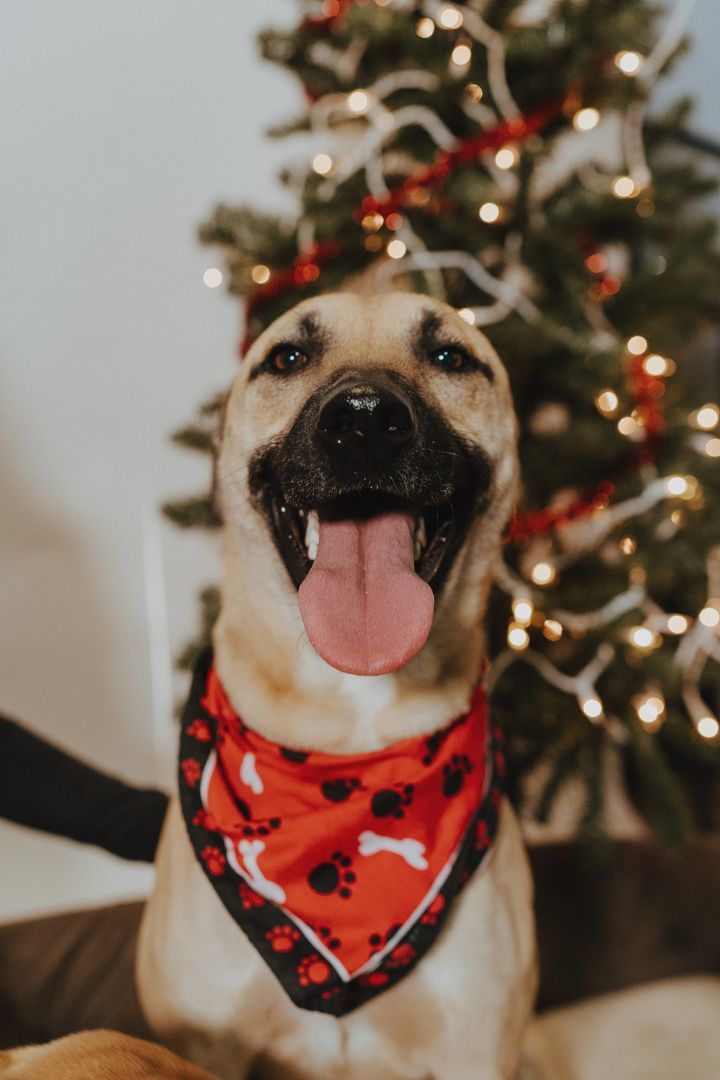 Enlarge Simba, a Adoptable mixed breed in Durango, CO image 4/6